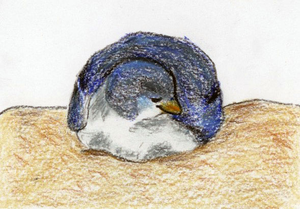 Blue Penguin