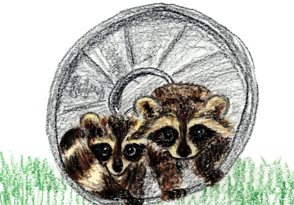 Raccoons
